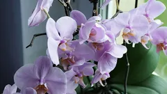 Ať je vaše orchidej bujná a zdravá: 5 tipů pro péči pro začátečníky.
